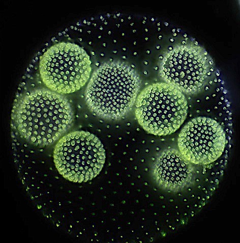 image/jpeg a microscope image of a ball with tiny green dots filled with other bright green balls against a black background. Volvox Frank Fox CC-BY-SA 3.0.