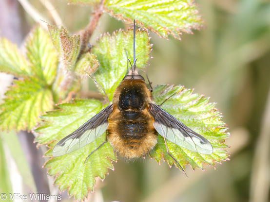 A Dark-edged Bee-fly. A fly that looks like a hairy brown bee with a long proboscis and chocolate-brown edges to the wings. Fly is resting on a bramble leaf.