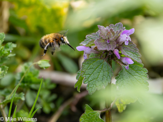 A ginger bee with a long proboscis and a white fave, flying towards a Red Dead-nettle flower.