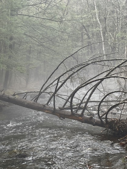 Looking downstream on a brook in the woods. A very large hemlock branch has fallen across the brook with many of its bare branches still arched skyward. Water is running below the suspended tree, some light reflecting off of it in the foreground. On the other side of the branch, fog is just feet above the water and rises up into the trees which are pale green in color with the blurring fog.