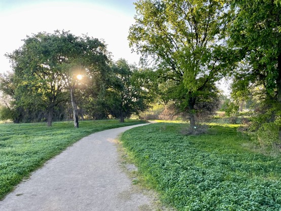 A dusty flat path between low greenery, shaded by over-arching oak trees with morning sun peeking through the branches