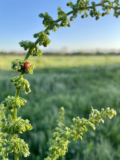 A ladybird beetle on a stalk of dock