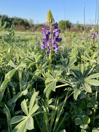 An arroyo lupine, a single panicle of purple papillionoid flowers surrounded by palmately compound leaves, all beaded with dew