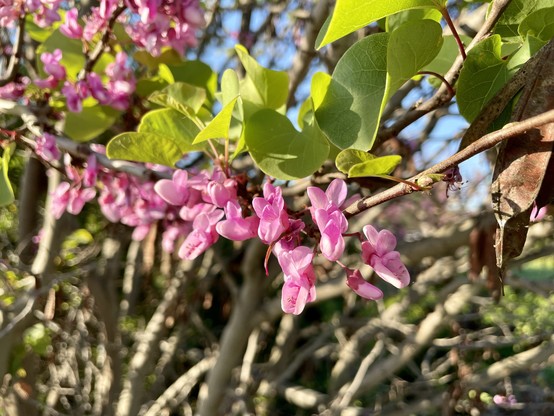 A flowering branch of western redbud, pink papillionoid flowers and ovate green leaves hanging from woody stems