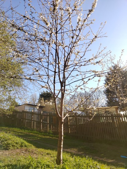A cherry tree coming into blossom, blue skies and a wooden fence in the background
