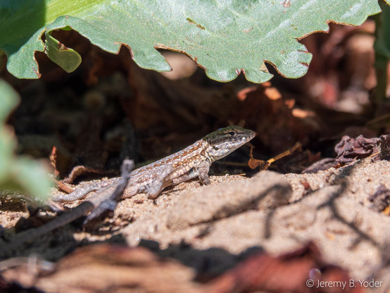 A small gray-and-brown striped lizard with a dark streaky blotch of color at its flank, sitting just under the shade of a big leathery leaf with a ragged edge