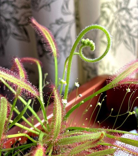 A close-up of a carnivorous Cape Sundew plant with elongated, green leaves featuring reddish hairs. A curled stem with small green flower buds is visible, along with delicate white flowers, from a species of terrestrial bladderwort, scattered throughout the plant. The background shows patterned fabric.