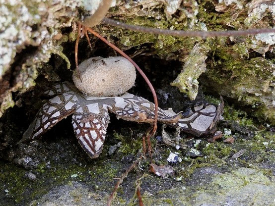 A strange looking mushroom sits tucked into a little overhang of moss covered rocks. The mushroom resembles an oval, pitted, dirty white, sac atop what appear to be flower petals, but are the starlike bottom of the mushroom. These “petals” are light gray with erratic dark brown lines. It looks like managed art rather than something you’d find in nature.