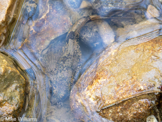 A small fish, barely visible amongst the stones in a stream