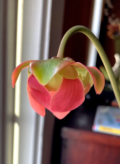 A close-up of a Purple Pitcher Plant flower with pink and green petals, set against a blurred background of indoor objects and light coming through a window.