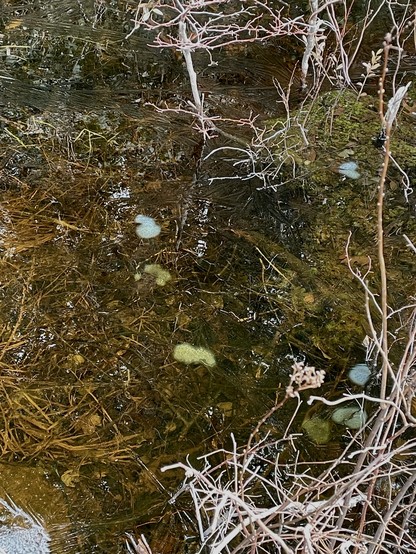 Looking down at a pool of water that is actually runoff bordering an old lumber road. There is a sheen of ice on some of it. In the water are seven suspended frog egg masses. They are slightly different times of colors depending how the light is hitting them, ranging from a tinted blue to white to ac yellowish green. Each is roughly the size of a fist and made up of lots of individual eggs stuck to each other in a globby mass. Above the water are tan, dried up grasses.