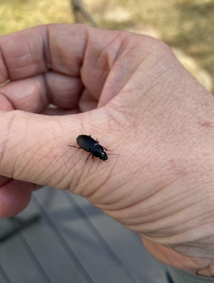 Closeup of a human hand, pinkish skin in color. The fingers are curled slightly to form a circle, though the fingers touching cannot be seen. On the skin at the base of the thumb is a black insect about ¾ of an inch long. Its abdomen, thorax, and head are all black. Thin antennae and mandibles protrude outward.