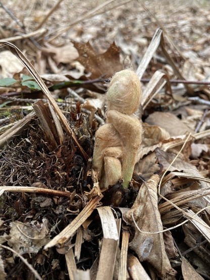 A young fiddlehead fern emerges from earthy debris, surrounded by dried leaves and twigs. The green, coiled leaves are contrasted against the brown background of organic matter.