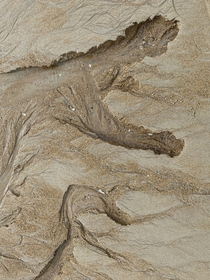 Looking straight down on seawater seeping through and creating sunken trickles in the sand. The sand is very fine and it is low tide. The seeping water creates shapes in the sand, the top one resembling an alligator with its mouth open.