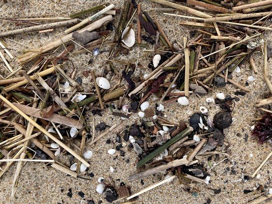 Looking straight down at some of the many small shells and ocean debris that has washed up at low tide. The plant materials are mainly tan and green colored grasslike reeds. The shells are mostly white and the size of large thumb nails. There are also a few gelatinous plants.