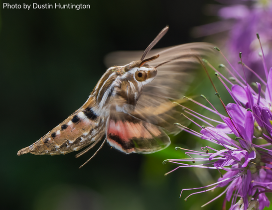 A moth with brown, black, and pinkish-orange patterns hovers near a cluster of vibrant purple flowers. Its wings are blurred, indicating motion. The background is a soft blur of green.