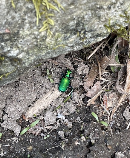 Looking down onto an extremely metallic looking emerald green beetle in a small clump of dirt along a stone wall. It looks more like jewelry or a toy than a living organism.