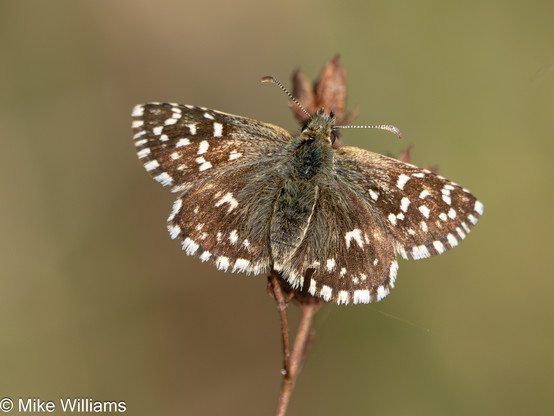 Grizzled Skipper - a brown butterfly with white markings