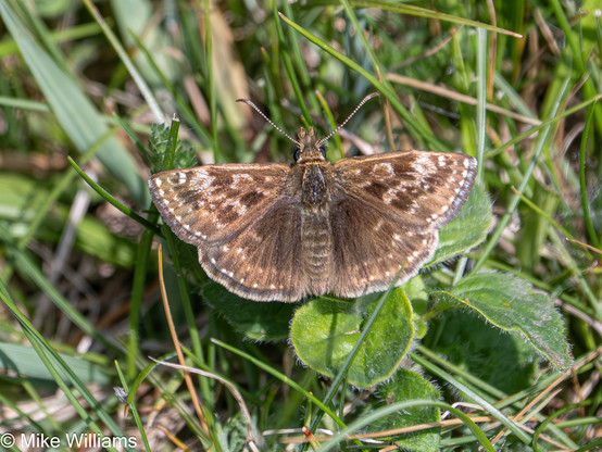 Dingy Skipper - a brown butterfly with white markings