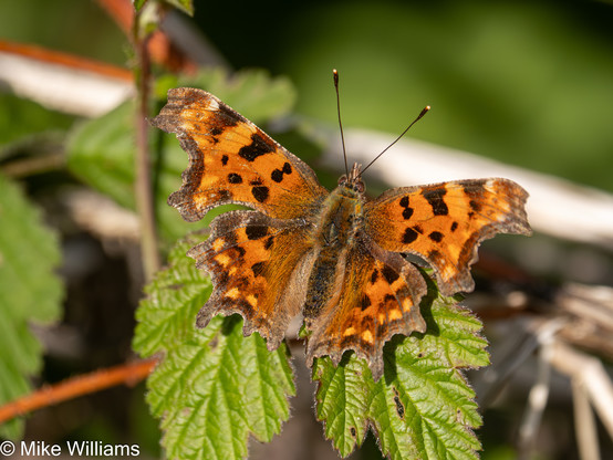 Comma - an orange butterfly with raggedly wing edges and a black markings