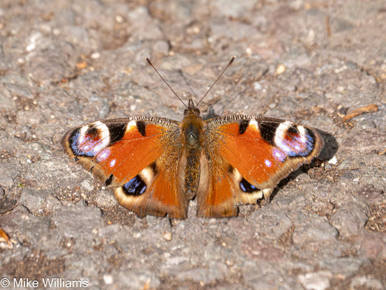 Peacock - a red butterfly with colourful eye-like markings on each wing.