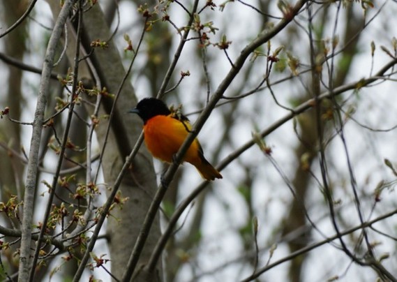 A bright red-orange bird with a very black head sits in a tree just budding out.