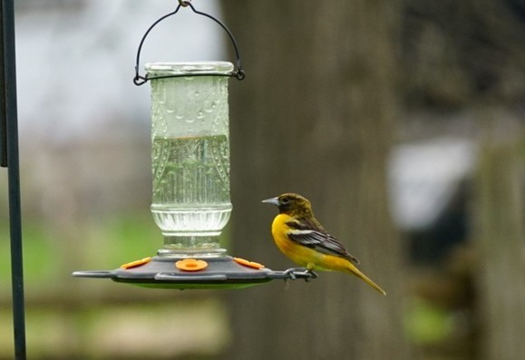 A yellow-orange bird with brown head and wings sits on a nectar feeder.