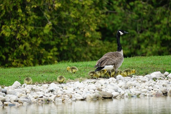 A Canada Goose is surrounded by a large group of fluffy yellow goslings.