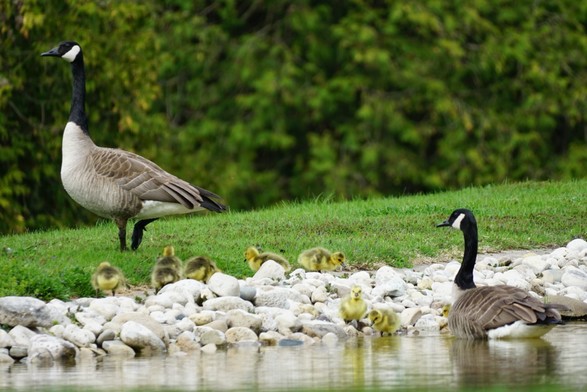 Two Canada Geese stand guard over a group of yellow goslings on the edge of a pond.