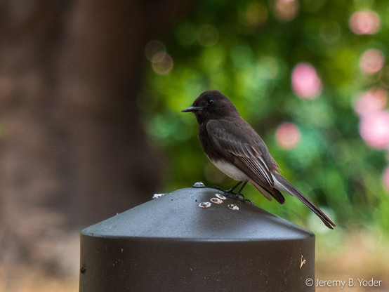 A dapper little flycatcher, mostly black with white underparts, perched on a bollard with its head cocked slightly