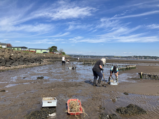 a group of people spread out along some zig zag fencing planting grasses. Some plants can be seen in the red sledge and grey box at the front of the photo.
