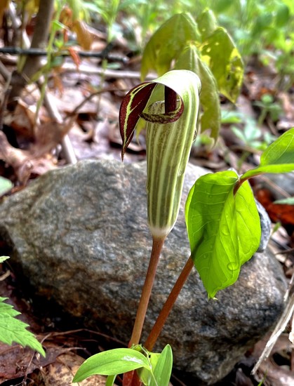 A green and maroon Jack-in-the-Pulpit plant with a unique curled shape, partially set against a rocky background. The plant features large leaves and displays a variety of textures and colors, surrounded by patches of foliage and forest floor debris.