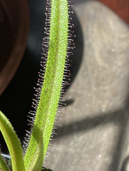 A close-up of a green King Sundew leaf with fine, red-tipped hair-like structures along its edge. The background is softly blurred, emphasizing the texture and details of the leaf.
