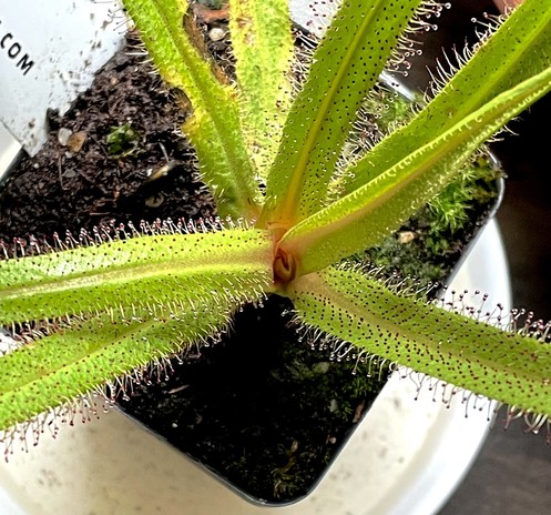 A close-up view of a green carnivorous King Sundew plant with elongated leaves featuring reddish, hair-like structures. The plant is potted in soil, and there is a tag visible in the background.