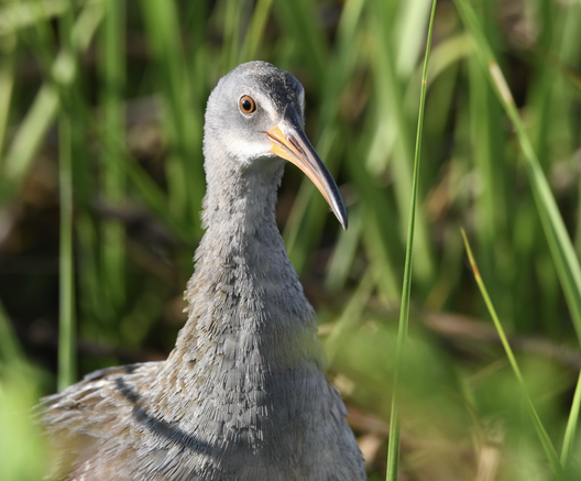 Clapper rail head