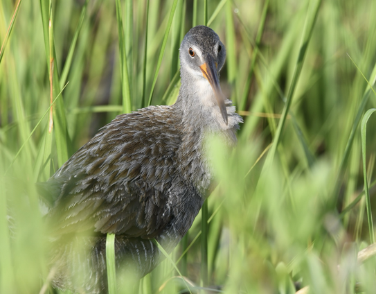 Clapper rail facing camera