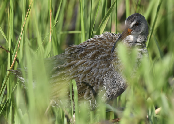 Clapper rail side profile