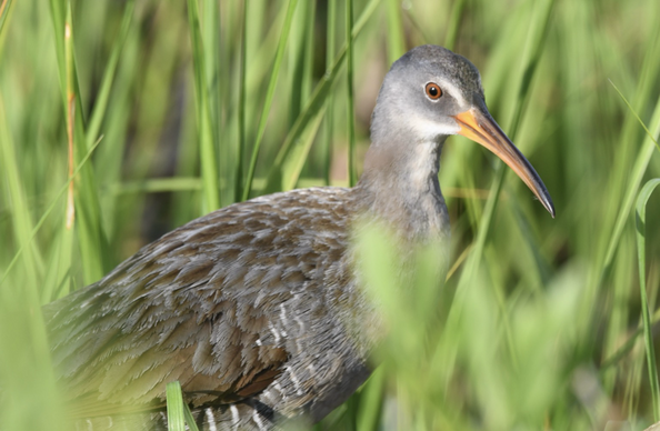 Clapper rail side profile