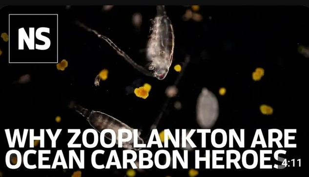 image/jpeg a caption of "Why Zooplankton are Ocean Carbon Heros" with the NS logo of New Scientist. Translucent torpedo shaped copepod zooplankton are seen in the image against a black background.