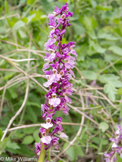 A flower spike of an orchid with pink and purple flowers