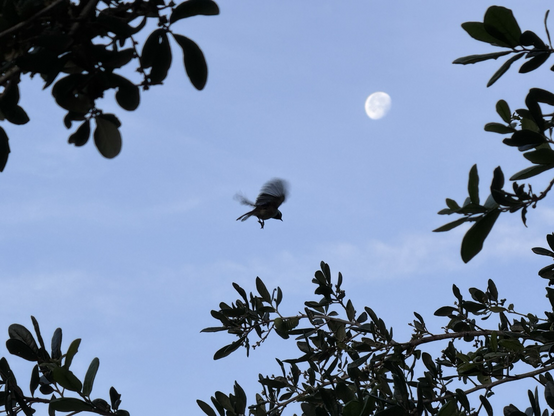 Carolina chickadee silhouette against a blue sky with the moon. The whole image is fringed by branches with leaves.
