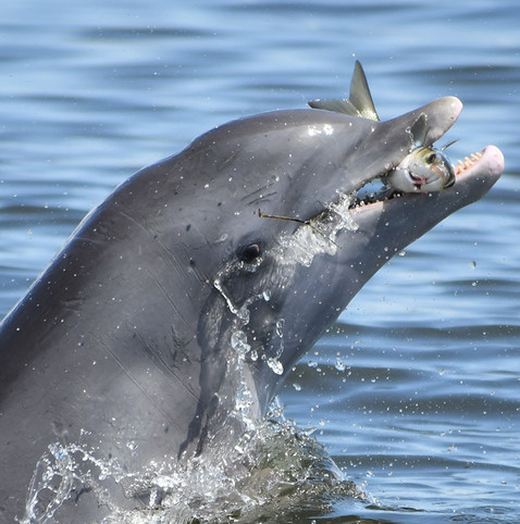 image/jpeg a sleek, grey, bottlenosed dolphin comes partially out of the water with a fish captured it in its mouth.
Photo from Sarasota Dolphin Research Program.
https://sarasotadolphin.org/tangled-food-web/