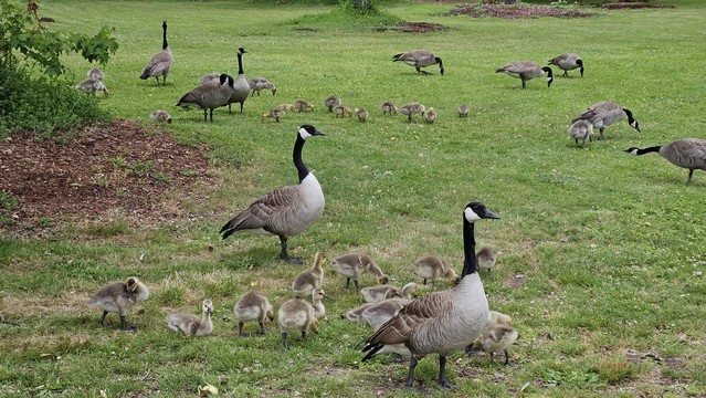 a whole bunch of mature and juvenile geese in the park