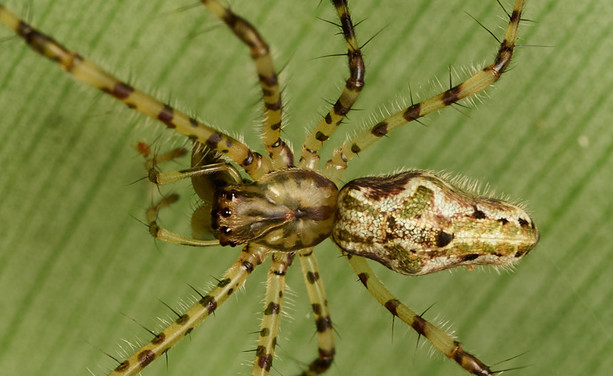 A golden-green spider with black spots and a lumpy-looking abdomen, viewed in sharp focus from above as it sits on a leaf