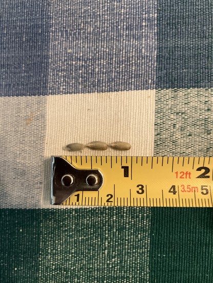 Three rye grains lined up next to a tape measure; 2.49cm (less than an inch, more than 3/4 of an inch) 