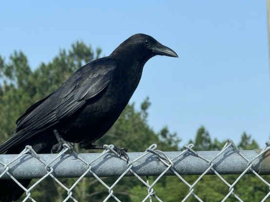 American crow on a fence.