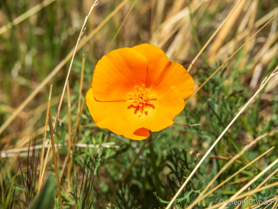 A single flower with five brilliant orange petals and a profusion of orange stamens framed against out-of-focus lacy green leaves and dry stalks of grass