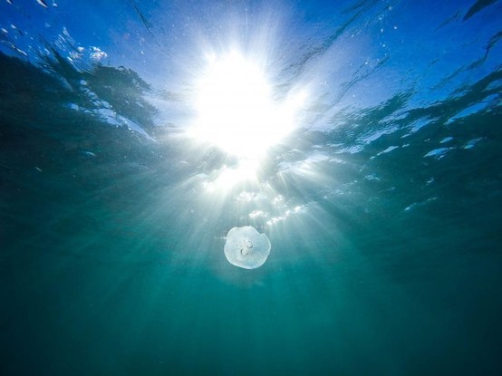 image/jpeg diffused rays of sunlight are seen from underwater with a lone transparent jellyfish floating in the light column. Photo from Pexels, CC Freerange.
