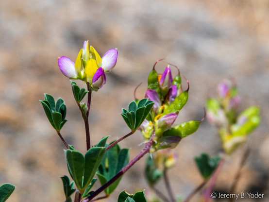 A just-emerging lupine inflorescence with three fully open yellow-and-pink papillionoid flowers, framed by still-opening palmately compound leaves, and with a cluster of young fruits visible out of focus in the background