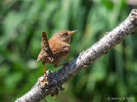 A small brown wren with its underparts checkered in darker and lighter shades, perched on a branch against a blurred green background, in profile to the camera with its tail up